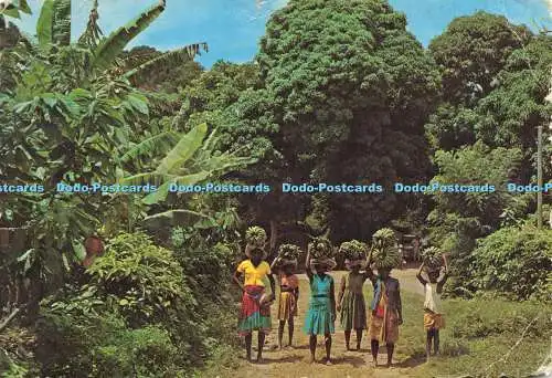 D164798 Karibik. The Tropical. Bananen auf dem Weg zum Markt. Dexter Press. Lar