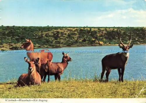 D166920 Wasserbock. Kob singt. John Hinde