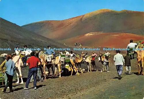 D166922 Lanzarote. Kamele gehen in die Feuerberge. Montero