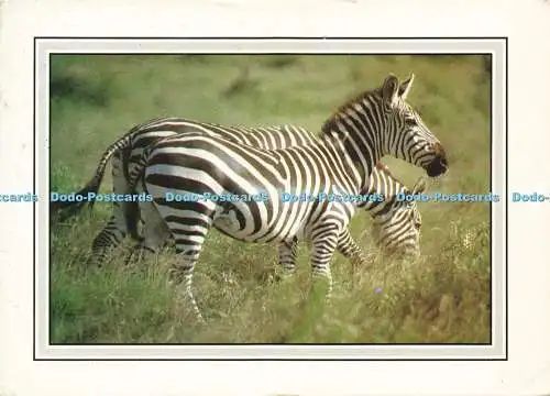 D166928 Zebras. Kall Kiwi. Wolfgang Doring