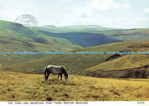 D164933 Die Fächer und Bergpony von Brecon Beacons. Richter. C. 879