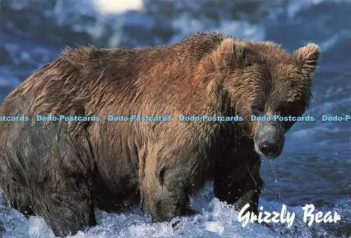 D166098 Grizzlybär. Dexter. Valan Fotos. Jeff Foott