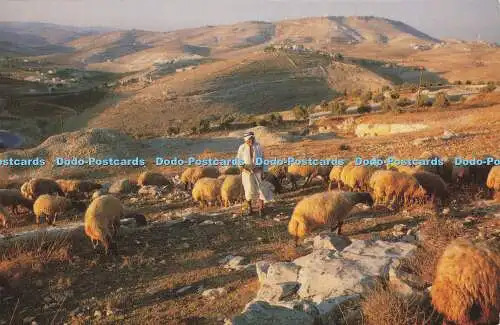 D164989 Das Hirtenfeld. Jerusalem Book Shop. Garo M.N