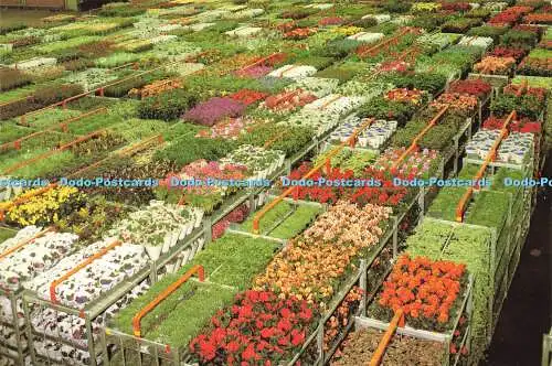 D165047 Aalsmeer. Holland. World Flower Centre. Abschnitt Topfpflanzen. V. B. A.