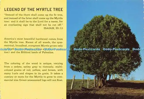 D166284 Legend of the Myrtle Tree. Anderson Scenic Postkarten. Mel Anderson