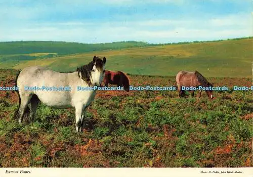 D163194 Exmoor Ponys. John Hinde. D. Edel