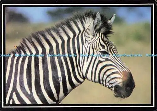 D163222 Zebra. Fotosafari. D. Allen. 1993