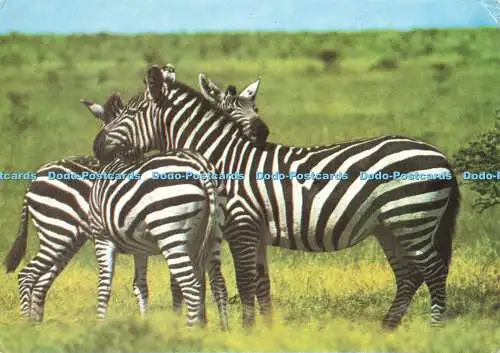 D163228 Zebras. Pose für ein Foto. Ostafrika. Frank