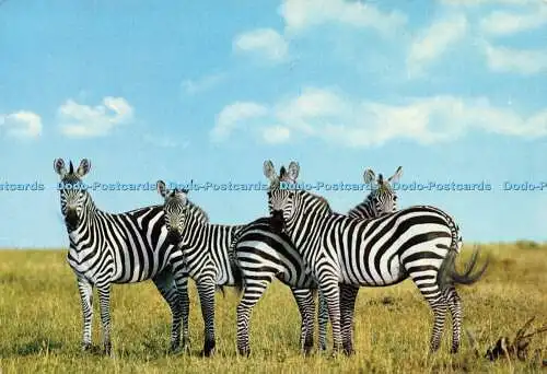 D163235 Wildlife of East Africa. Zebras. Kenia Schreibwaren. Dino Sassi