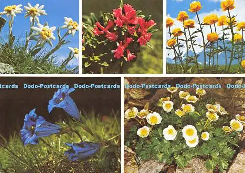 D166556 Blumen der Alpen. Engadin Presse. Multi View