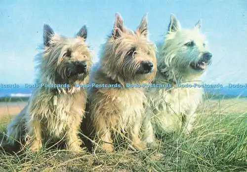 D163255 Cairn Terrier. J. Lachs