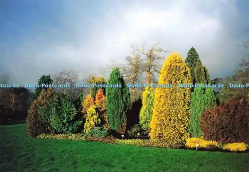 D163492 Nadelbaum- und Heidebett. Waterperry Gardens. Gedankenfabrik. Ray K. Smi