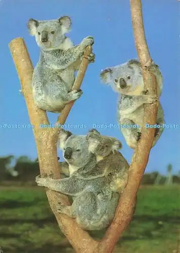 D167801 Koala-Familie. Werner Bartel