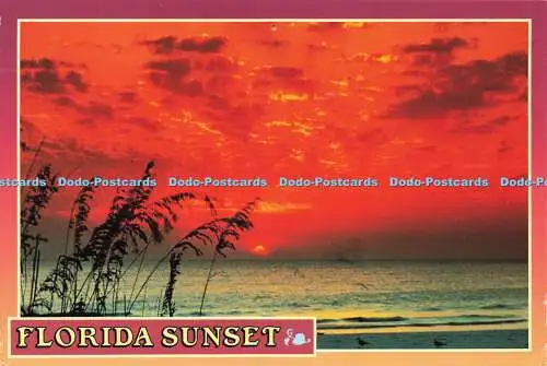 D180551 Florida Sunset. Seminole Postkarten