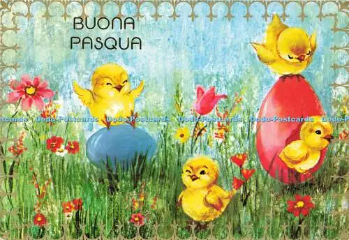 D183891 Buona Pasqua. Wiese. Hühner auf Eiern