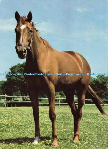 D182489 Pferd. Serie Caballos. Edicolor