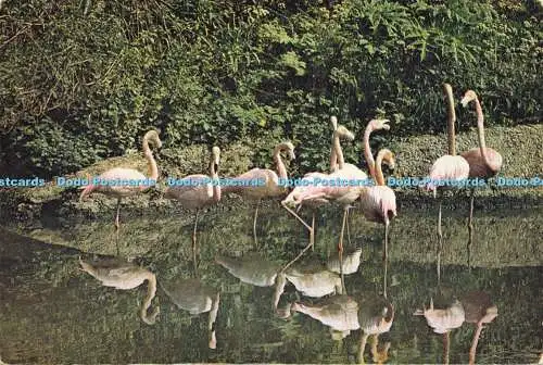 D182501 Greater Flamingo. Beim Wildfowl Trust. J. Arthur Dixon. W. W. Roberts