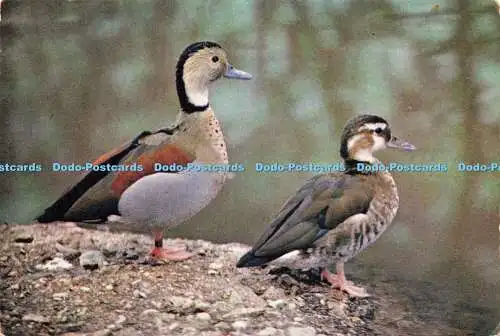 D182502 Ringed Teal. Beim Wildfowl Trust. J. Arthur Dixon