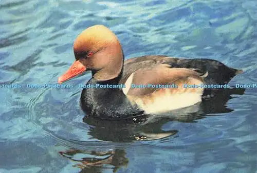 D182565 Red Crested Pochard beim Wildfowl Trust. J. Arthur Dixon. W. W. Robert