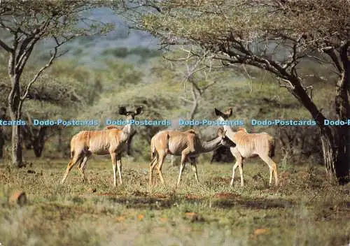 D182569 Südafrika. Kudu. Mkuzi Game Reserve. Zululand. Promco. David Steele