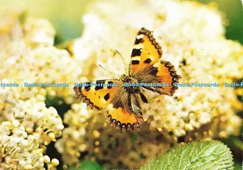 D184242 Schmetterling. Krüger