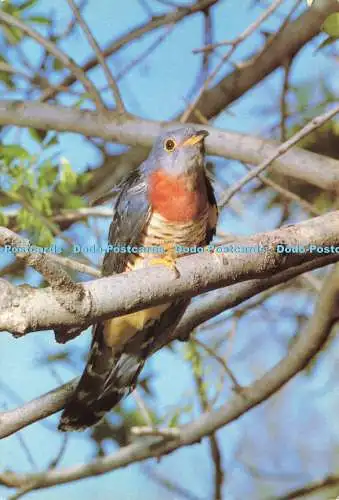 D185983 Südafrika. Rotbrustkuckuck. Vögel. Constantia Grüße. K. B. Neu