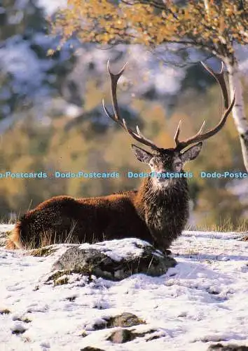 D186048 Rothirsch. Richter. C 9296