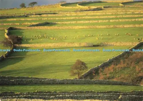 D182959 Peak District Field Patterns. Peter Pedley Postkarten. Mike Williams