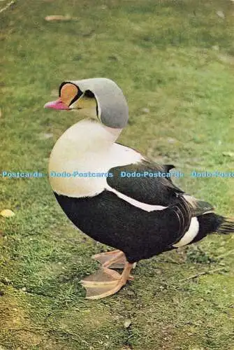 D186131 King Eider Drake. J. Arthur Dixon. W. W. Roberts. B. A.F.Z.S. 1966