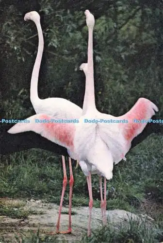 D186154 Großer Flamingo beim Wildfowl Trust. J. Arthur Dixon. W. W. Roberts.