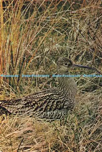 D186155 Curlew. J. Arthur Dixon. M. L. Smith. 1969