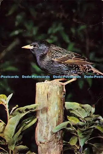 D186156 Starling. J. Arthur Dixon. J. Markham. 1977