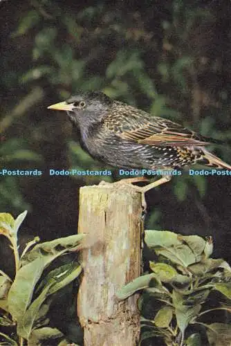 D186157 Starling. J. Arthur Dixon. J. Markham. 1968