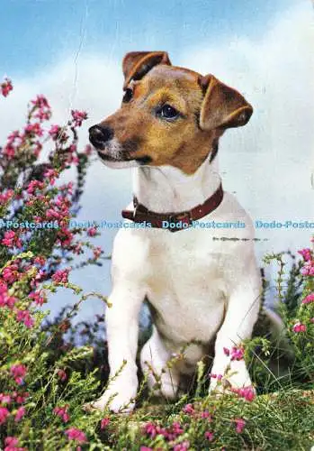 D186226 Jack Russell Terrier. J. Arthur Dixon. Kerl widerristet. 1972