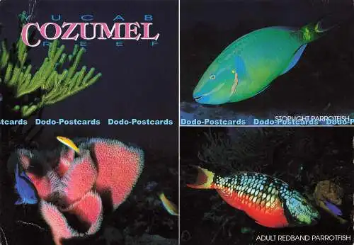 D181557 Yucab Cozumel Reef. Erwachsene Rotband-Papageienfische. Kukulcan. Multi View