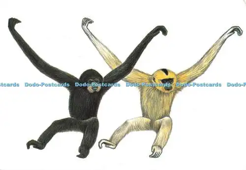 D187913 Endangered Primate Rescue Center. Vietnam. Golden Cheeked Gibbon. Cuc Ph