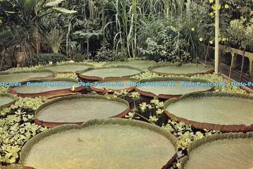 D183309 Kew. Royal Botanic Gardens. Victoria Amazonica. The Great Amazon Water L