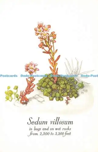 D186469 Sedum Villosum. in Mooren und auf nassen Felsen. National Trust für Schottland. G