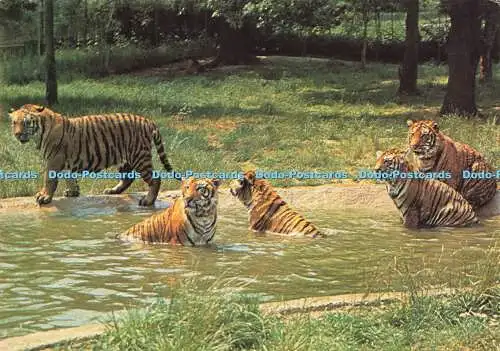 D183390 Bengal Tigers im Windsor Safari Park. J. Arthur Dixon