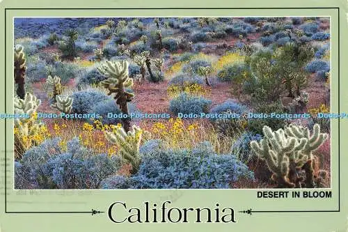 D183393 California. Desert in Bloom. Cholla oder Teddybär Kaktus. Western Resort