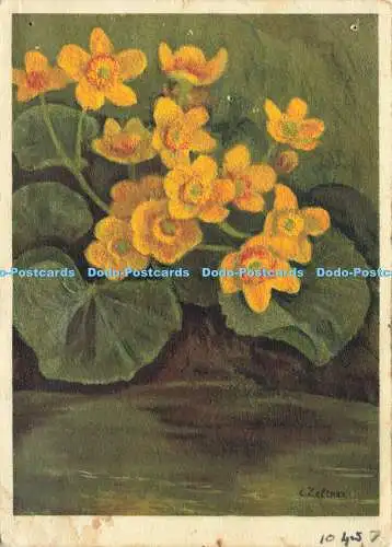 D184825 Sumpf-Ringelblume. Jean Zeltner Fils