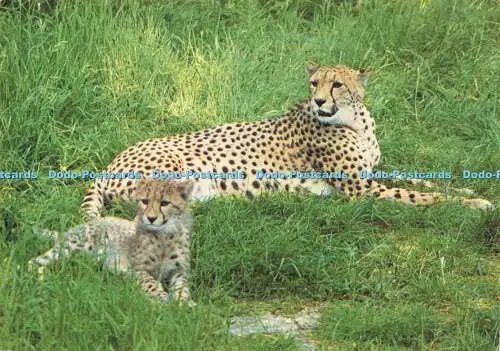 D183395 Gepard aus Afrika mit Jungtier im Windsor Safari Park. J. Arthur Dixon