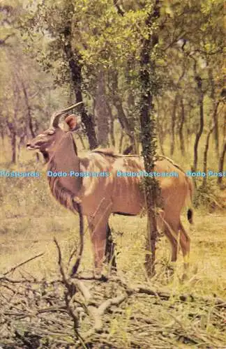 D184980 Kudu. Pictorial Publishing Co. Nr. 11