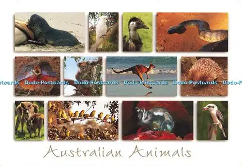 D188178 Australische Tiere. versiegeln. Kakadu. Emu. Python. Koala. Känguru. Global