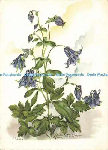 D185066 Blaue Wiesenblumen. 1962