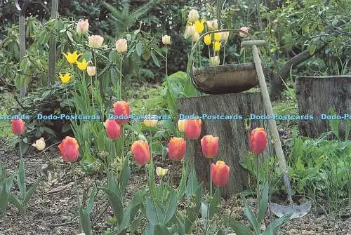 D188286 Tulpen. Trug und Rasenschneider. S. und O. Matthews