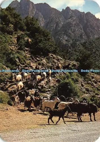 D185125 Panorama de la Corse. Les Deux Ponts D Ota. Le Lait de Ces Petites Chevr