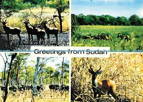 D188425 Grüße aus dem Sudan. im Dinder Nationalpark. Fotografiebereich