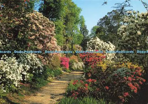 D190083 Ein Gartenweg. Leonardslee Gardens. J. Salmon. 1993