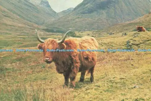 D188433 Argyll. Glencoe. Hochlandrinder. White Heather Verlag. R. Matassa